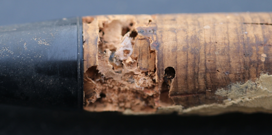 Cork damaged caused by worm